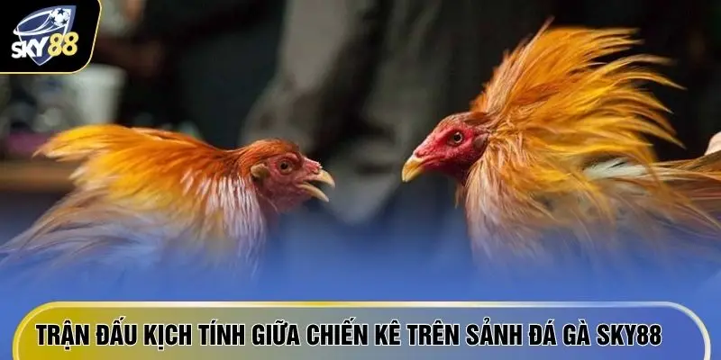 Đá Gà SKY88 2 Trận đấu kịch tính giữa chiến kê trên sảnh đá gà SKY88
